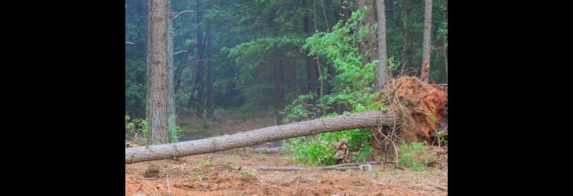 Erick’s Tree Services