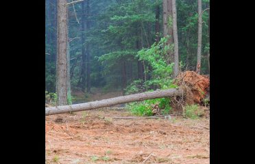 Erick’s Tree Services