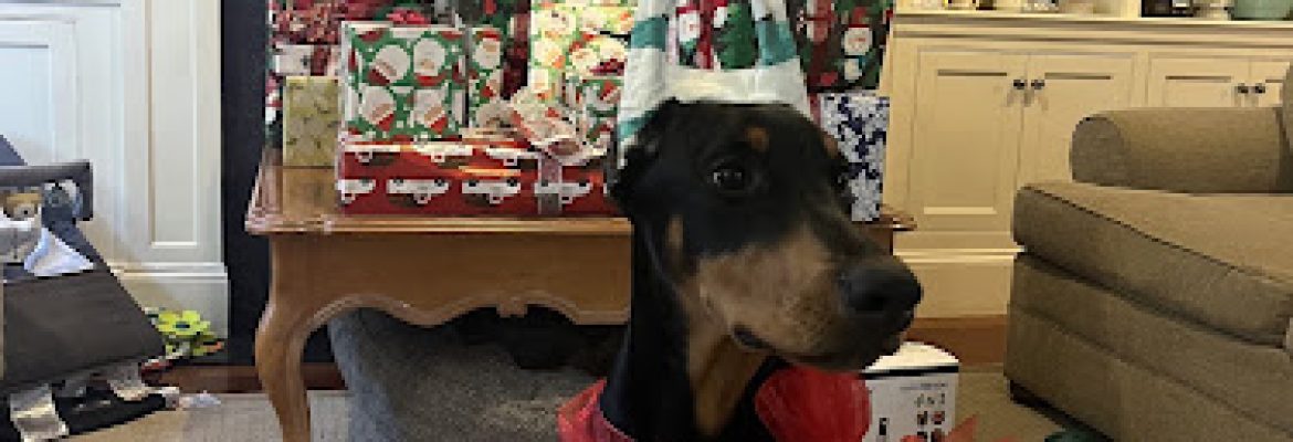 Top Dog Food & Supply