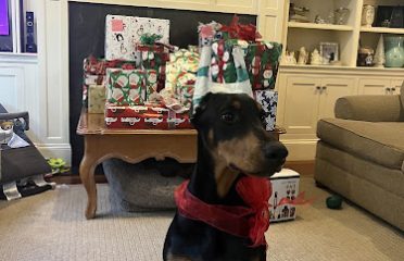 Top Dog Food & Supply