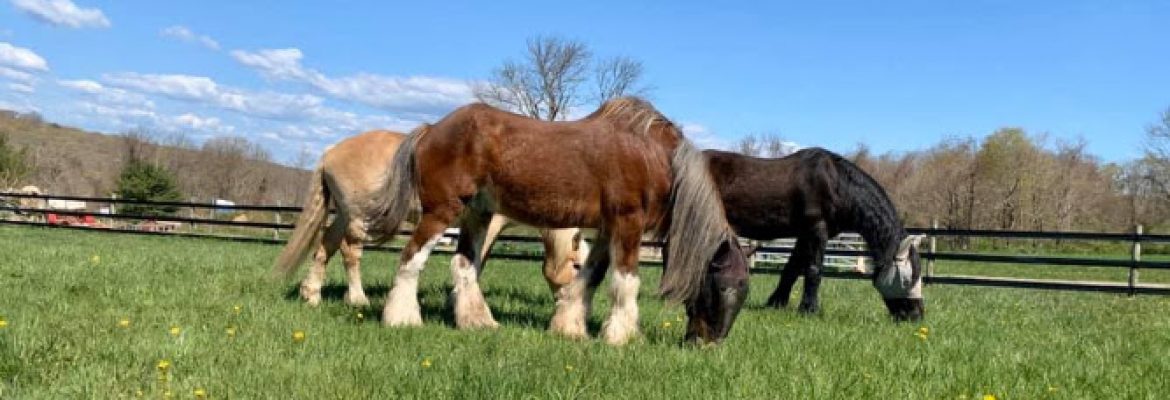 Connecticut Draft Horse Rescue