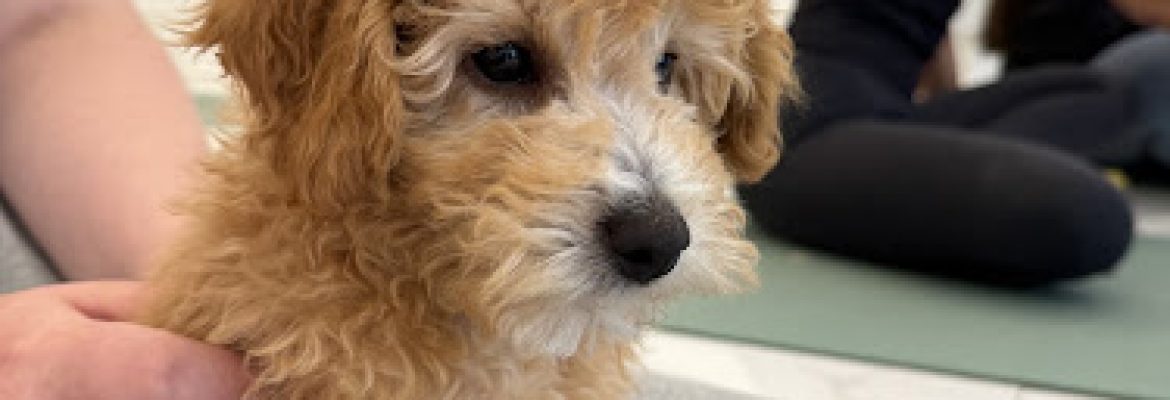 Puppy Yoga Norwalk (Puppies Yoga)