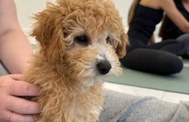 Puppy Yoga Norwalk (Puppies Yoga)