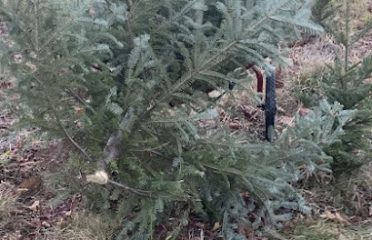Towill’s Christmas Tree Farm