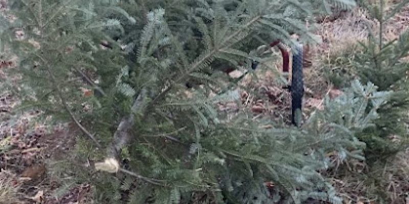 Towill’s Christmas Tree Farm