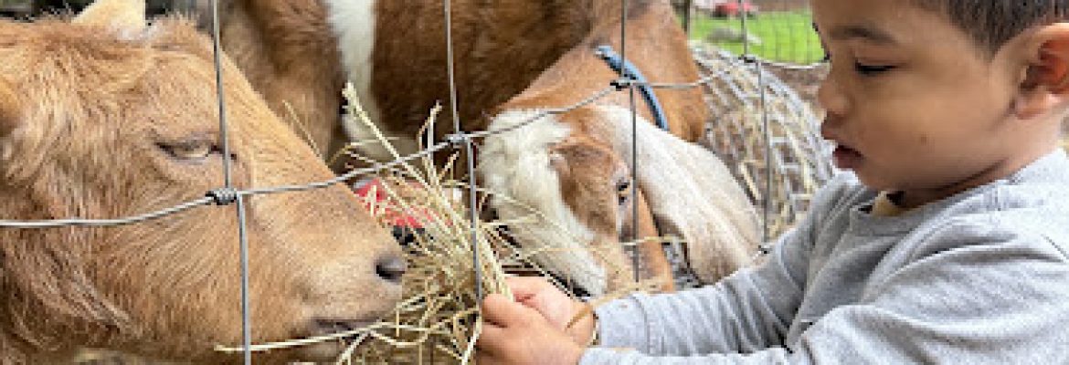 abbotts hill farm and rescue