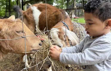 abbotts hill farm and rescue
