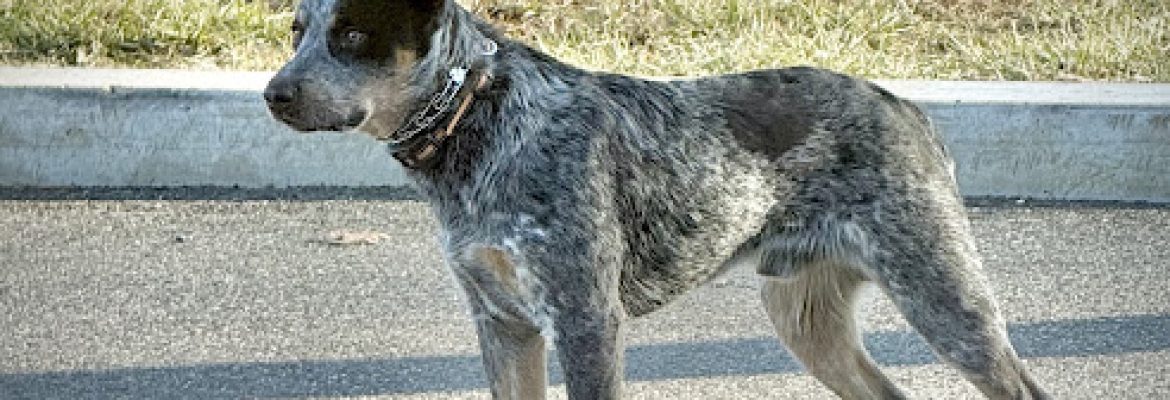 Connected Canine LLC