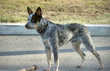 Connected Canine LLC