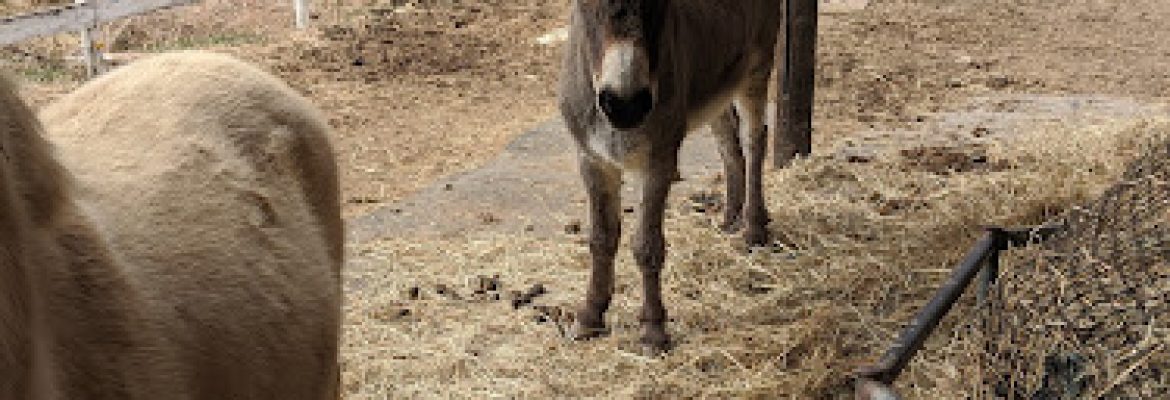 Tara Farm Rescue