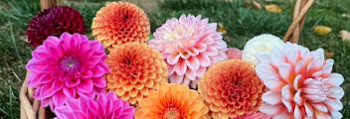 Lucky Mountain Dahlias