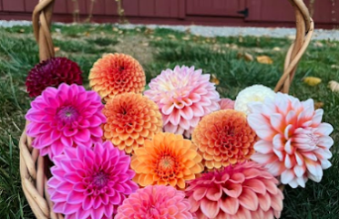 Lucky Mountain Dahlias