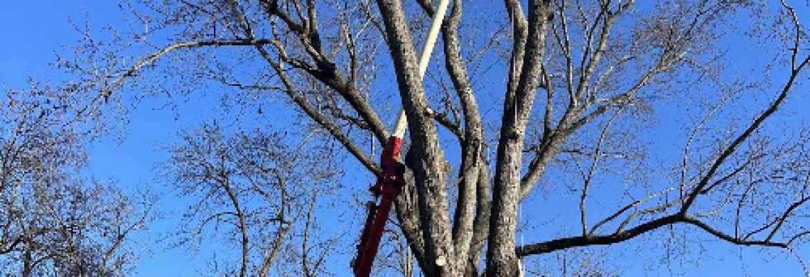 Old Time Tree Service