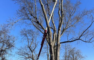 Old Time Tree Service