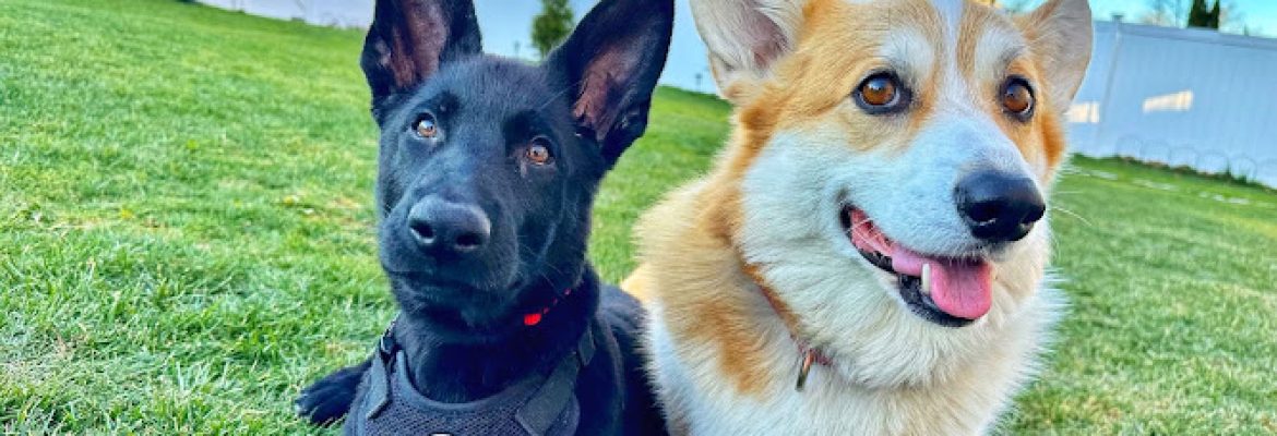 Schatten German Shepherds