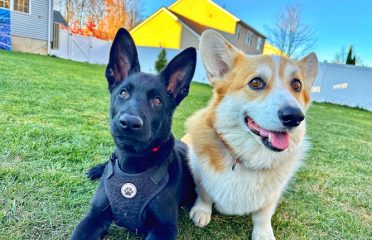 Schatten German Shepherds