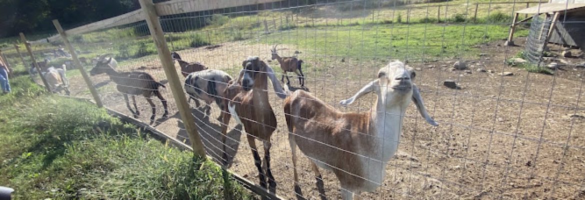 Blue Iris Farm Rescue and Retreat