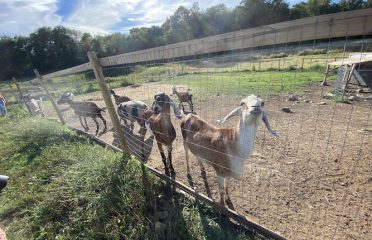 Blue Iris Farm Rescue and Retreat