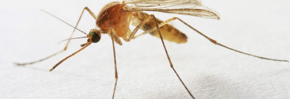 Envirocare Pest Control, LLC