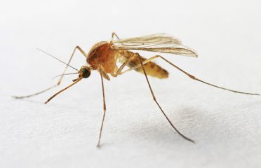 Envirocare Pest Control, LLC