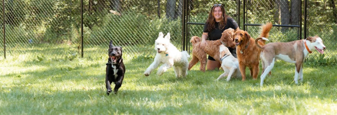 Alys Canine Camp LLC