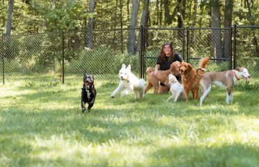 Alys Canine Camp LLC