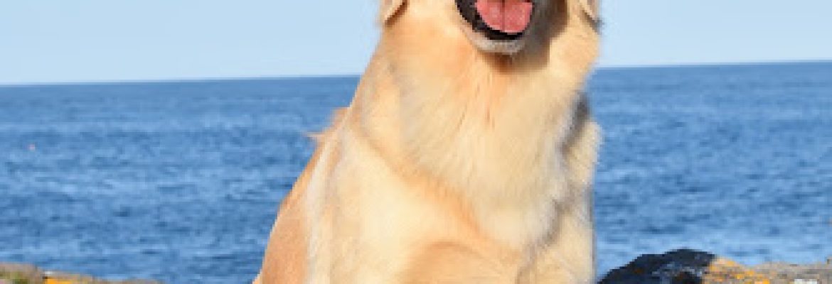 Indian Trail Golden Retrievers