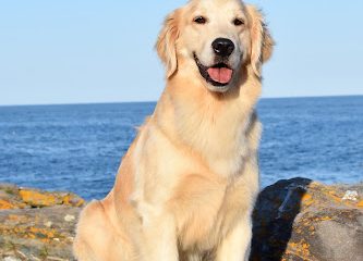 Indian Trail Golden Retrievers