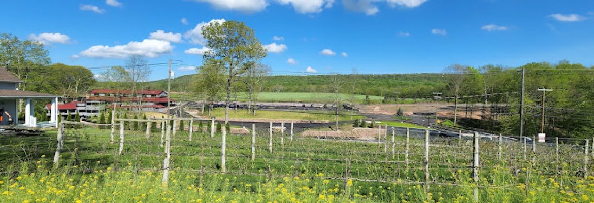 Rosabianca Vineyards