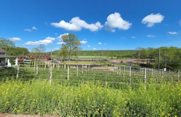 Rosabianca Vineyards