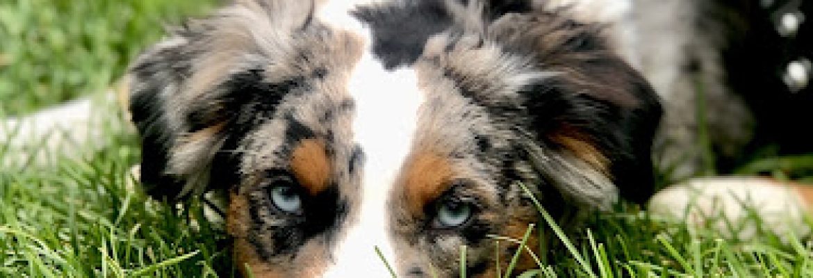 Litchfield Perfect Pups