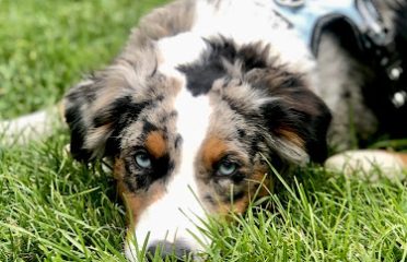 Litchfield Perfect Pups