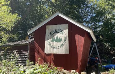Condon Christmas Tree Farm