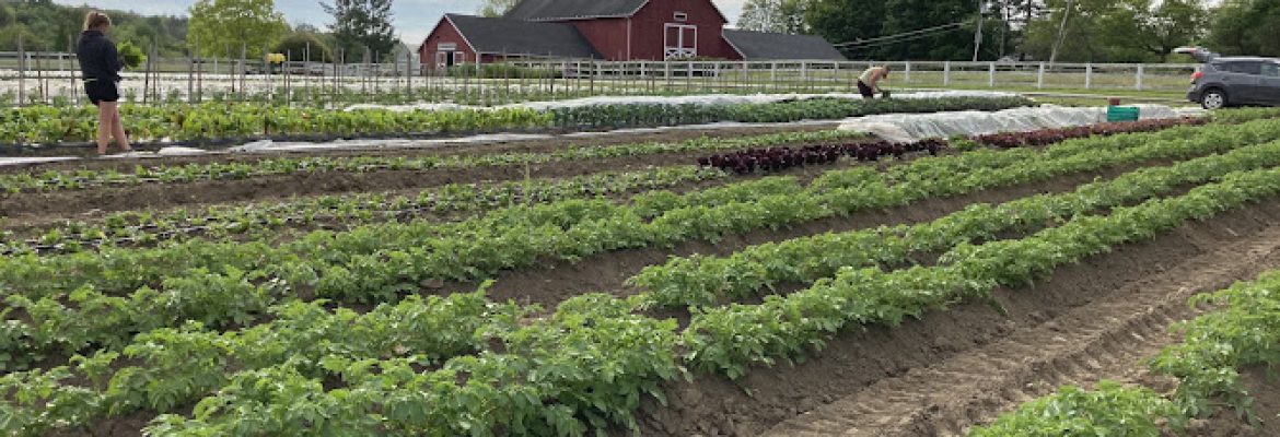 Wild Carrot Farm