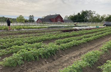 Wild Carrot Farm