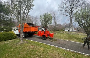 Tree Services and general contractors of CT