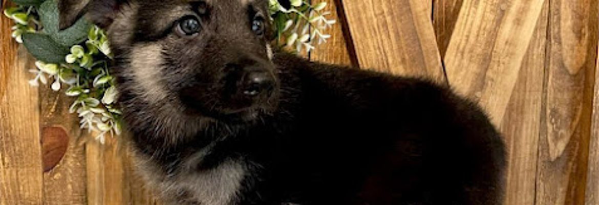 Puppies For Sale Darien