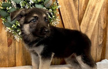 Puppies For Sale Darien