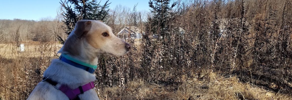 Our Companions Animal Sanctuary