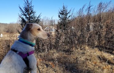Our Companions Animal Sanctuary