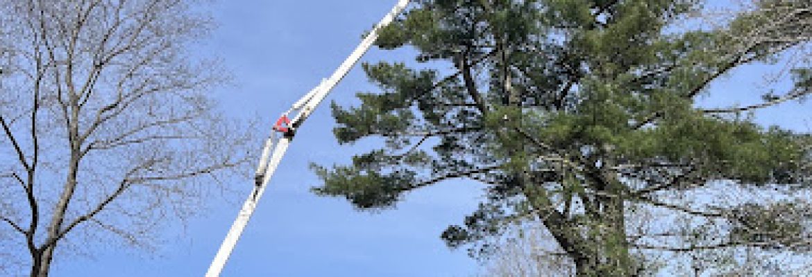 York Tree Service LLC Tree Removal & Land Clearing