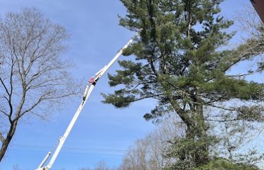 York Tree Service LLC Tree Removal & Land Clearing
