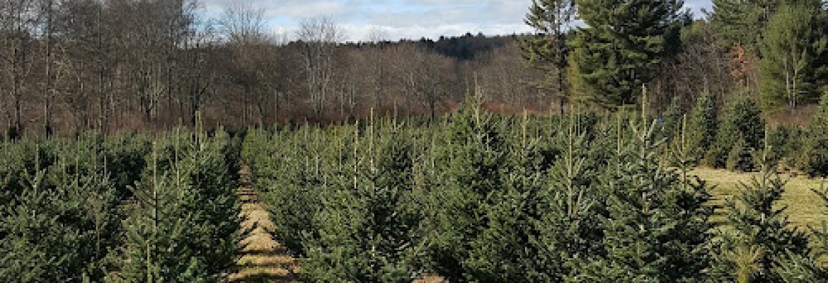 Maple Hollow Tree Farm
