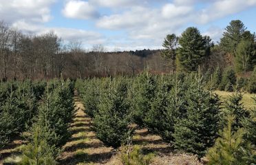Maple Hollow Tree Farm