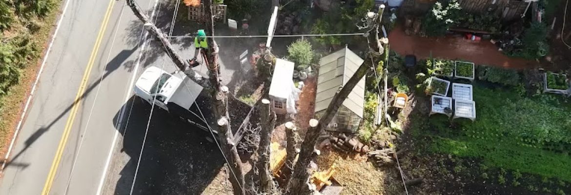 Ansonia Tree Service Experts