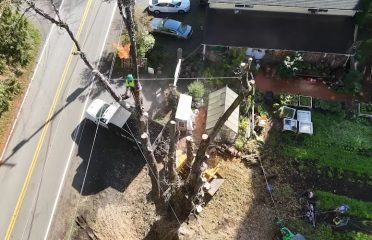 Ansonia Tree Service Experts