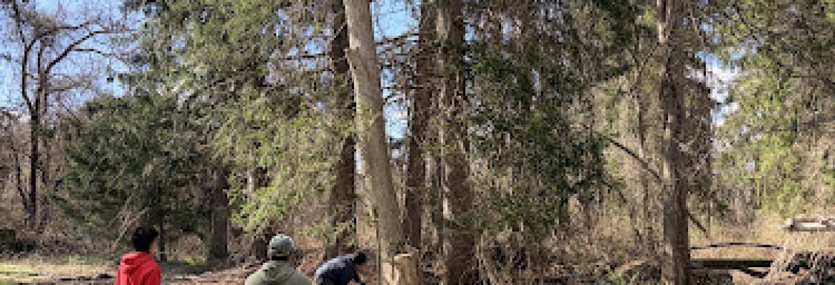 Tree Doctor LLC