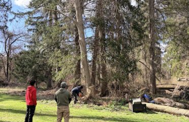 Tree Doctor LLC