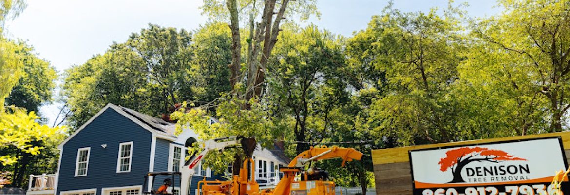 Denison Tree Removal