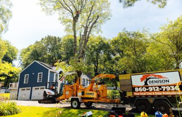 Denison Tree Removal
